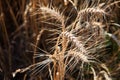 Ripe ears of rye close-up. Grain agricultural plants. Grain harvest