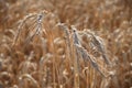 Ripe ears of rye close-up. Grain agricultural plants. Grain harvest