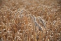 Ripe ears of rye close-up. Grain agricultural plants. Grain harvest