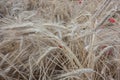 Ripe ears of rye close-up under the rays of the sun, golden wheat field Royalty Free Stock Photo