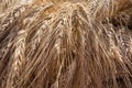 Ripe ears of rye close-up under the rays of the sun, golden wheat field Royalty Free Stock Photo