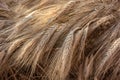 Ripe ears of rye close-up under the rays of the sun, golden wheat field Royalty Free Stock Photo