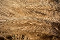 Ripe ears of rye close-up under the rays of the sun, golden wheat field Royalty Free Stock Photo