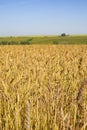 Ripe ears of rye field, bountiful harvest of rye, vertical photography Royalty Free Stock Photo