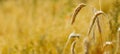 Ripe ears of rye in the field during harvest. Rural summer landscape. Rural scene. Macro. Panoramic image. Copy space