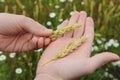 Ripe ears of rye on the palm close-up against the background of the field Royalty Free Stock Photo