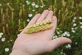 Ripe ears of rye on the palm close-up against the background of the field Royalty Free Stock Photo