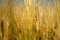 Ripe ears of triticale close-up, sunny day view