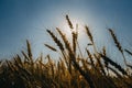 Ripe ears of wheat against the background of the sun and clear sky Royalty Free Stock Photo