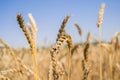 Ripe ears of wheat autumn harvestin the background of blue sky. Garden and vegetable garden. Gardening. agriculture. Healthy Royalty Free Stock Photo