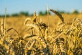 Ripe ears of wheat close-up in the field, against the blue sky. Beautiful evening light. Selective focus. The business Royalty Free Stock Photo