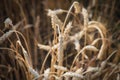 Ripe ears of wheat close-up. Grain agricultural plants. Grain harvest, vignette