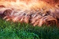 Ripe ears of wheat on dry stalks before harvesting and green sprouts o Royalty Free Stock Photo