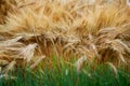 Ripe ears of wheat on dry stalks before harvesting and green sprouts o Royalty Free Stock Photo