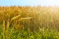 Ripe ears of wheat at the edge of the field Royalty Free Stock Photo