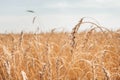 Ripe ears of wheat. Wheat field. Blue sky with clouds. Summer harvest of ripe wheat. Golden ears. Agriculture. wheat is ripe.