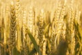 Ripe ears of wheat in a field on a blurry background in golden tones. Soft lighting effects. Natural background