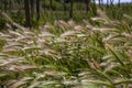 Ripe ears of wheat in the field, selective focus. Rural area, agricultural field. Grain harvest in Aitona, Lleida, Spain.