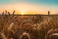 Ripe ears of wheat in field at sunset Royalty Free Stock Photo