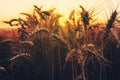 Ripe ears of wheat in field at sunset Royalty Free Stock Photo