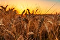 Ripe ears of wheat in field at sunset Royalty Free Stock Photo