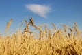 Ripe ears of wheat in the wheat field under the blue sky Royalty Free Stock Photo