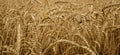 Ripe ears of wheat growing on a field, selective focus. Agriculture, banner Royalty Free Stock Photo