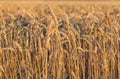 Ripe ears of wheat illuminated morning sunlight