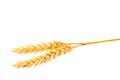 Grain and ears of wheat isolated on white background. Top view Royalty Free Stock Photo