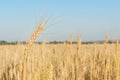 ripe ears of wheat with large grains on the background of a whole field of wheat. Royalty Free Stock Photo