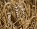 ripe ears of wheat in the middle of the field cultivated with cereal Royalty Free Stock Photo