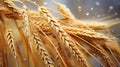 ripe ears of wheat soaked in the rain, untimely harvest, beautiful texture of ripening ears of grain crops