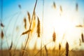 Ripe ears of wheat on a sunset Royalty Free Stock Photo
