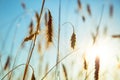 Ripe ears of wheat on a sunset Royalty Free Stock Photo