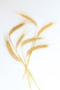 Ripe ears of wheat tied with a rope Royalty Free Stock Photo