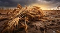 ripe ears of wheat, wet from rain abandoned in field under a stormy sky,untimely harvest, food crisis,neglect of bread