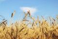 Ripe ears of wheat in the wheat field under the blue sky Royalty Free Stock Photo