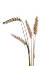 Ripe ears of wheat