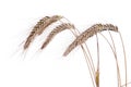 Ripe ears of wheat on a white background.