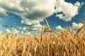 Ripe ears of wheat of zeon crops in the field Royalty Free Stock Photo