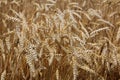 Ripe ears of winter barley in the field