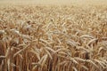 Ripe ears of winter barley in the field