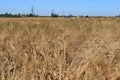 Ripe ears of yellow field of wheat on a background of blue sky.Close-up photo of nature .Concept of a rich harvest, selective Royalty Free Stock Photo
