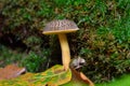 Ripe, edible mushroom growing among the moss in the forest