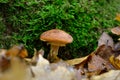 Ripe, edible mushroom growing among the moss in the forest