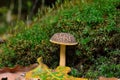 Ripe, edible mushroom growing among the moss in the forest