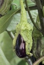 Ripe Eggplant Royalty Free Stock Photo