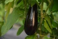 Ripe eggplant in the garden. Fresh organic eggplant. Purple eggplant grows in the soil. Eggplant culture grows in the greenhouse.