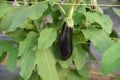 Ripe eggplant in the garden. Fresh organic eggplant. Purple eggplant grows in the soil. Eggplant culture grows in the greenhouse.