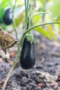 Ripe eggplant in the garden. Growing eggplants Royalty Free Stock Photo